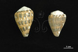 中文名:斑芋螺(001737-00281)學名:Conus ebraeus Linnaeus, 1758(001737-00281)