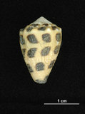 中文名:斑芋螺(001737-00282)學名:Conus ebraeus Linnaeus, 1758(001737-00282)