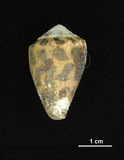 中文名:斑芋螺(001737-00283)學名:Conus ebraeus Linnaeus, 1758(001737-00283)