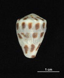 中文名:斑芋螺(002353-00250)學名:Conus ebraeus Linnaeus, 1758(002353-00250)