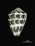 中文名:斑芋螺(002353-00251)學名:Conus ebraeus Linnaeus, 1758(002353-00251)