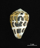 中文名:斑芋螺(002353-00255)學名:Conus ebraeus Linnaeus, 1758(002353-00255)