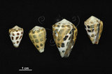 中文名:斑芋螺(002353-00255)學名:Conus ebraeus Linnaeus, 1758(002353-00255)