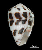 中文名:斑芋螺(002353-002...