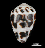 中文名:斑芋螺(002353-00257)學名:Conus ebraeus Linnaeus, 1758(002353-00257)