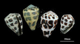 中文名:斑芋螺(002353-00257)學名:Conus ebraeus Linnaeus, 1758(002353-00257)