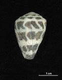 中文名:斑芋螺(002353-00258)學名:Conus ebraeus Linnaeus, 1758(002353-00258)