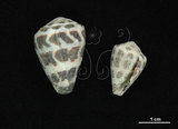 中文名:斑芋螺(002353-00258)學名:Conus ebraeus Linnaeus, 1758(002353-00258)