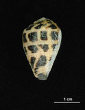 中文名:斑芋螺(002353-00259)學名:Conus ebraeus Linnaeus, 1758(002353-00259)