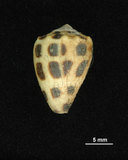 中文名:斑芋螺(002353-00260)學名:Conus ebraeus Linnaeus, 1758(002353-00260)