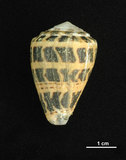 中文名:斑芋螺(002353-00261)學名:Conus ebraeus Linnaeus, 1758(002353-00261)