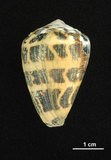 中文名:斑芋螺(002353-00262)學名:Conus ebraeus Linnaeus, 1758(002353-00262)