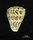 中文名:斑芋螺(002353-00263)學名:Conus ebraeus Linnaeus, 1758(002353-00263)