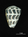 中文名:斑芋螺(002672-00095)學名:Conus ebraeus Linnaeus, 1758(002672-00095)