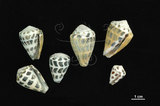 中文名:斑芋螺(002672-00095)學名:Conus ebraeus Linnaeus, 1758(002672-00095)