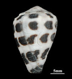 中文名:斑芋螺(002672-00096)學名:Conus ebraeus Linnaeus, 1758(002672-00096)