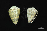 中文名:斑芋螺(002831-00012)學名:Conus ebraeus Linnaeus, 1758(002831-00012)