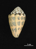 中文名:斑芋螺(002831-00049)學名:Conus ebraeus Linnaeus, 1758(002831-00049)