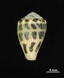 中文名:斑芋螺(002852-00019)學名:Conus ebraeus Linnaeus, 1758(002852-00019)
