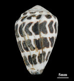 中文名:斑芋螺(002931-00034)學名:Conus ebraeus Linnaeus, 1758(002931-00034)