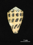 中文名:斑芋螺(003283-00037)學名:Conus ebraeus Linnaeus, 1758(003283-00037)