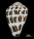 中文名:斑芋螺(003317-00005)學名:Conus ebraeus Linnaeus, 1758(003317-00005)