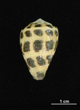 中文名:斑芋螺(003765-00043)學名:Conus ebraeus Linnaeus, 1758(003765-00043)