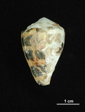 中文名:斑芋螺(004324-00106)學名:Conus ebraeus Linnaeus, 1758(004324-00106)