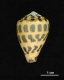 中文名:斑芋螺(004962-00055)學名:Conus ebraeus Linnaeus, 1758(004962-00055)