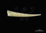 中文名:象牙貝之一種(003985-00004)學名:Fissidentalium horikoshii Okutani, 1982(003985-00004)