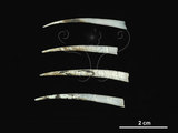 中文名:土佐象牙貝(004298-00147)學名:Striodentalium tosaensis (Habe, 1963)(004298-00147)