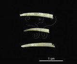 中文名:八角象牙貝(004775-00056)學名:Dentalium octangulatum Donovan, 1804(004775-00056)