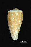 中文名:光環芋螺 (002353-00182)學名:Conus radiatus Gmelin, 1791(002353-00182)