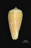 中文名:光環芋螺 (002386-00174)學名:Conus radiatus Gmelin, 1791(002386-00174)