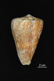 中文名:旗幟芋螺 (002411-00234)學名:Conus vexillum Gmelin, 1791(002411-00234)