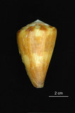 中文名:旗幟芋螺 (002434-00015)學名:Conus vexillum Gmelin, 1791(002434-00015)
