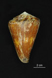 中文名:旗幟芋螺 (002629-00007)學名:Conus vexillum Gmelin, 1791(002629-00007)