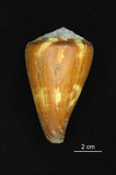 中文名:旗幟芋螺 (003032-00037)學名:Conus vexillum Gmelin, 1791(003032-00037)