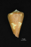 中文名:旗幟芋螺 (003211-00058)學名:Conus vexillum Gmelin, 1791(003211-00058)