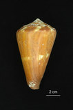 中文名:旗幟芋螺 (003233-00024)學名:Conus vexillum Gmelin, 1791(003233-00024)