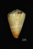 中文名:旗幟芋螺 (003317-00014)學名:Conus vexillum Gmelin, 1791(003317-00014)