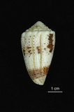 中文名:雲朵芋螺 (004800-00079)學名:Conus varius Linnaeus, 1758(004800-00079)