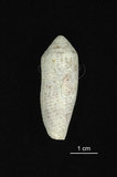 中文名:飛彈芋螺(003405-00006)學名:Conus nussatella Linnaeus, 1758(003405-00006)