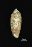 中文名:飛彈芋螺(005452-00090)學名:Conus nussatella Linnaeus, 1758(005452-00090)