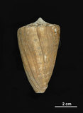 中文名:黑星芋螺 (002534-00070)學名:Conus eburneus Hwass, 1792(002534-00070)