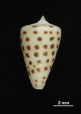 中文名:黑星芋螺 (003821-00029)學名:Conus eburneus Hwass, 1792(003821-00029)