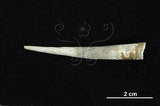 中文名:扁象牙貝(005299-00186)學名:Compressidentalium hungerfordi (Pilsbry & Sharp, 1897)(005299-00186)