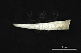 中文名:(005299-00187)學名:Fissidentalium cornubovis (Smith, 1906)(005299-00187)