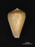 中文名:黑線芋螺 (002353-00186)學名:Conus figulinus Linnaeus, 1758(002353-00186)