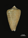 中文名:黑線芋螺 (002534-00071)學名:Conus figulinus Linnaeus, 1758(002534-00071)